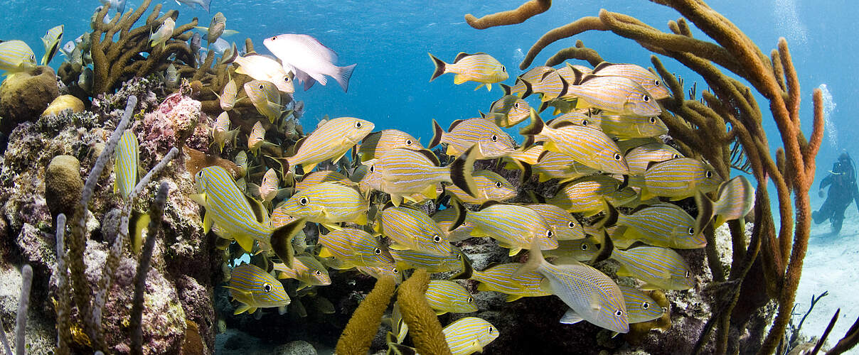 Fische im Riff bei Belize © Antonio Busiello / WWF-US