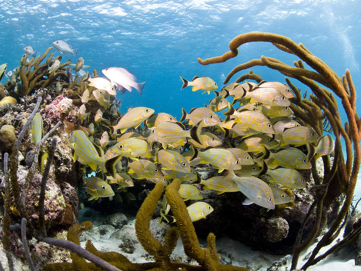 Fische im Riff bei Belize © Antonio Busiello / WWF-US