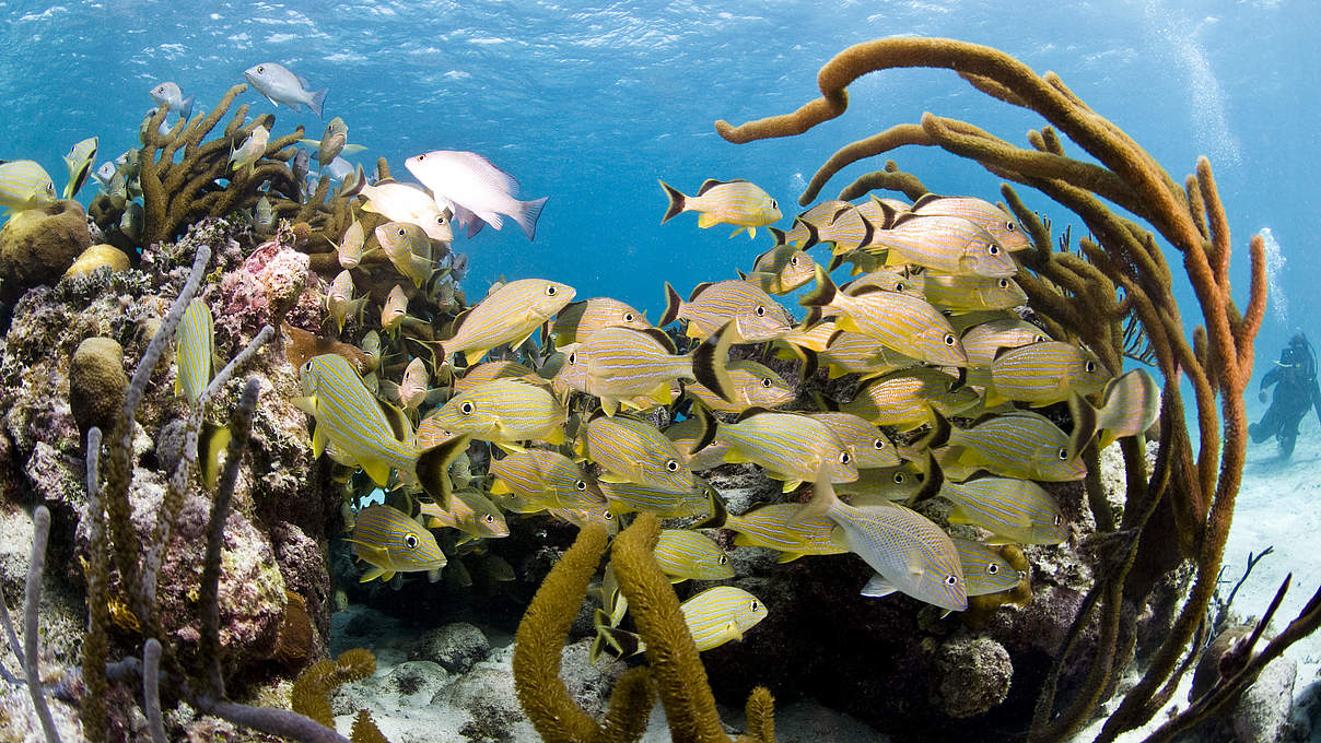 Fische im Riff bei Belize © Antonio Busiello / WWF-US