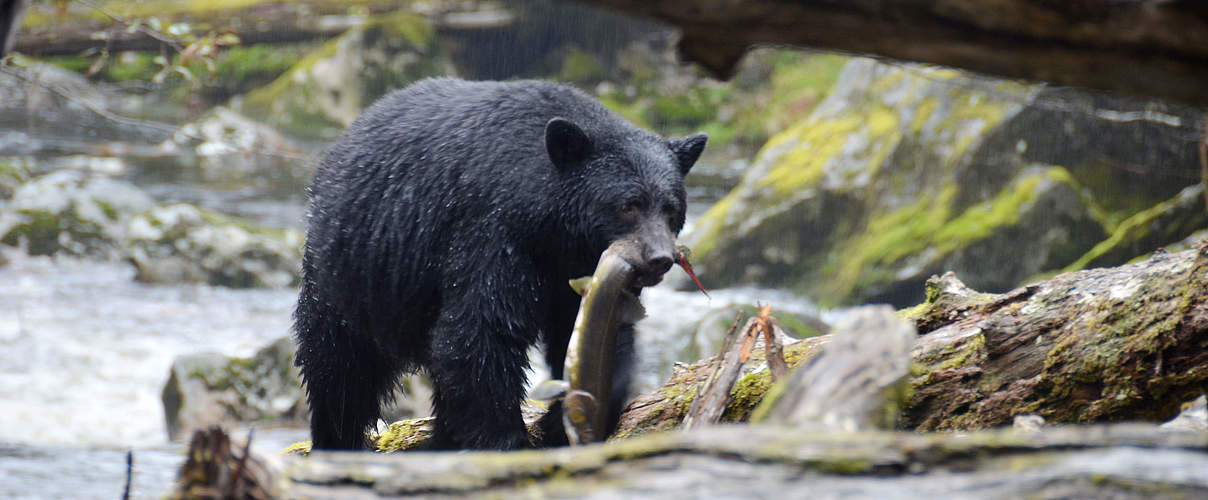 Amerikanischer Scharzbaer © Steph Morgan / WWF-Canada