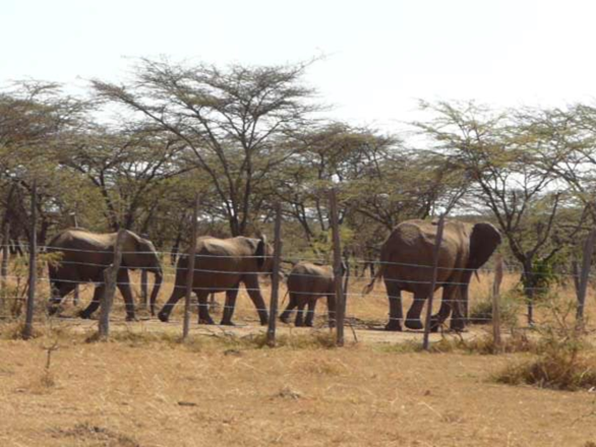 Eine Elefantenherde, getrennt durch einen Zaun von den Bewohnern © Elephant Aware Project