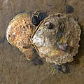 Die stark bedrohte Europäische Auster hat eine flache und rundliche Form. © Rainer Borcherding