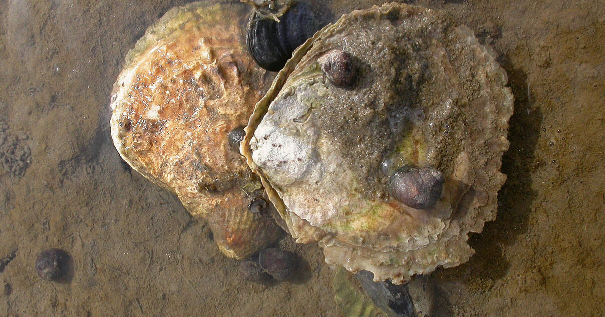 Europäische Austern im WWFArtenlexikon