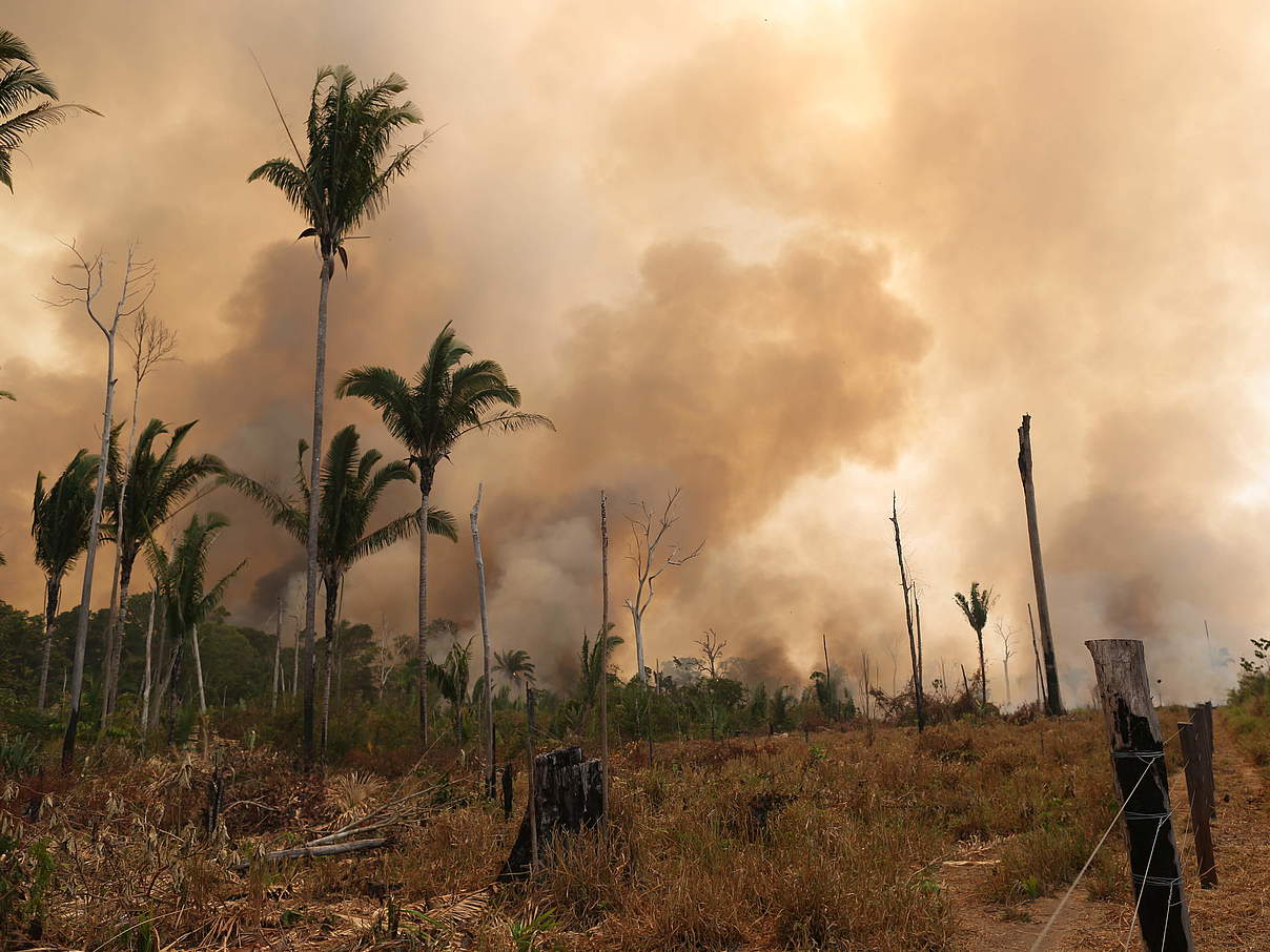 Verheerende Feuer in Brasilien © WWF Brasilien