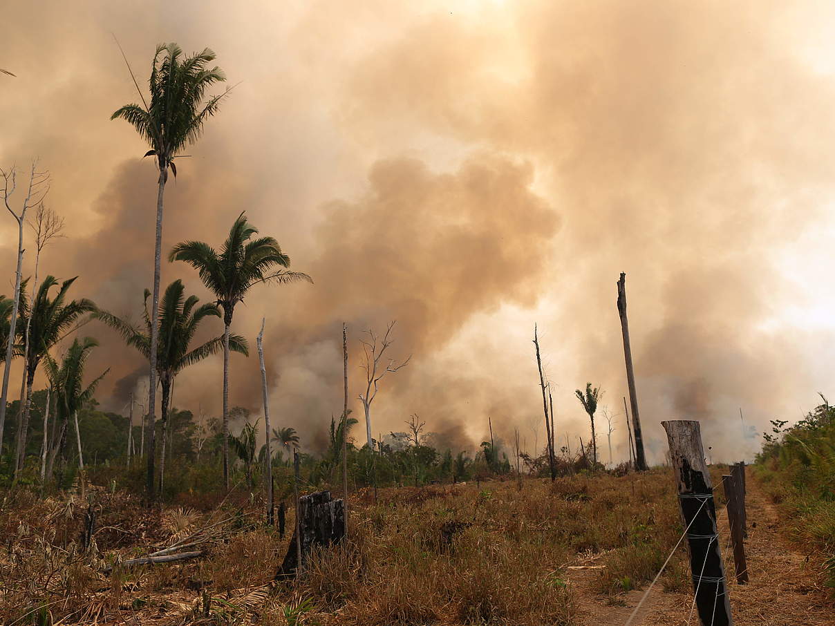 Verheerende Feuer in Brasilien © WWF Brasilien