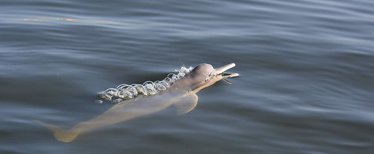 Auch die Flussdelphine des Tapajos sind von Quecksilbervergiftung betroffen © WWF Brazil / Adriano Gambarini
