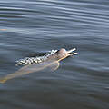 Auch die Flussdelphine des Tapajos sind von Quecksilbervergiftung betroffen © WWF Brazil / Adriano Gambarini