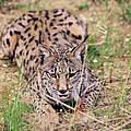 Iberischer Luchs © WWF-Spain / Luis Suárez