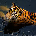 Indochina-Tiger © GettyImages / finchfocus