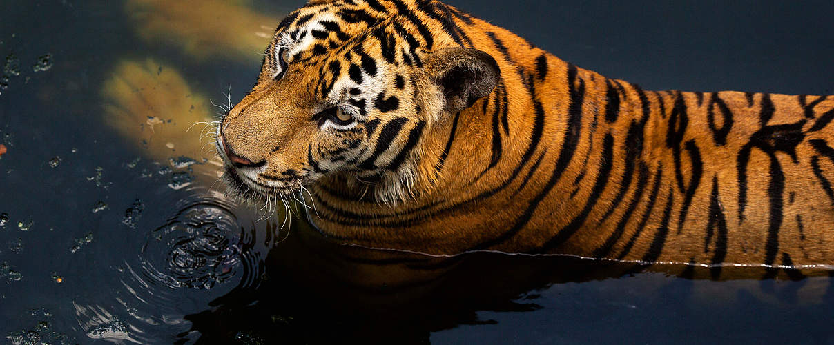 Indochina-Tiger © GettyImages / finchfocus
