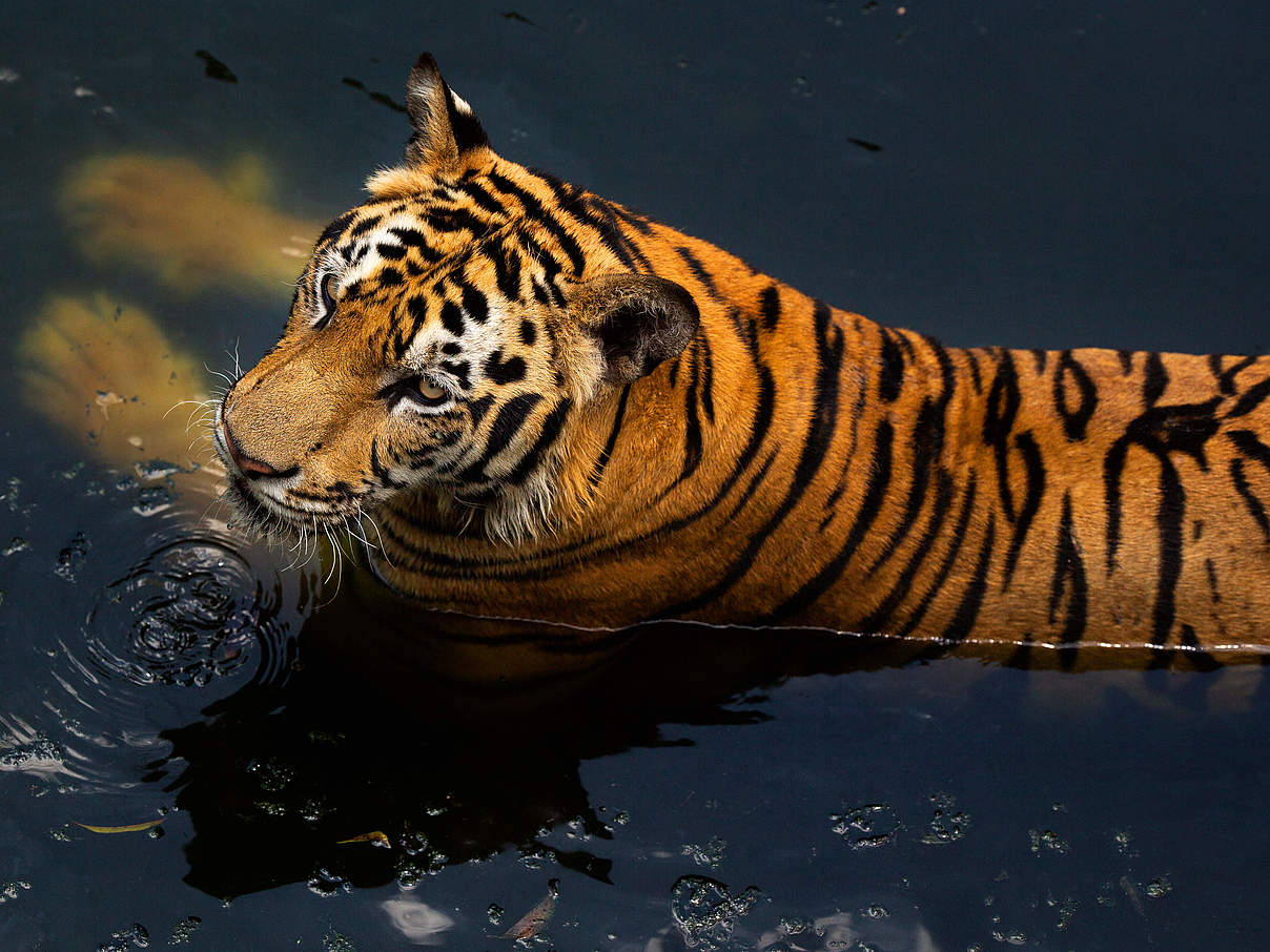 Indochina-Tiger © GettyImages / finchfocus