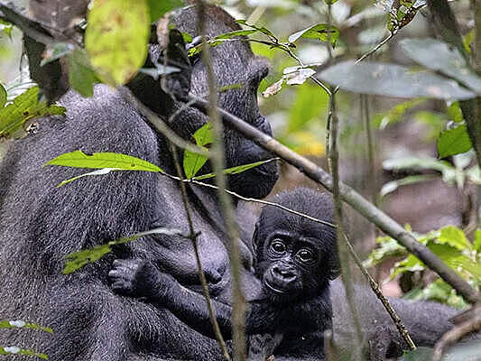 Gorilla-Dame Mabor mit ihrem Nachwuchs Mbonga © Nuria Ortega Gorilla-Dame Mabor mit ihrem Nachwuchs Mbonga © Nuria Ortega