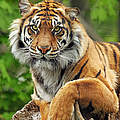Tiger im Tierpark Berlin © GettyImages