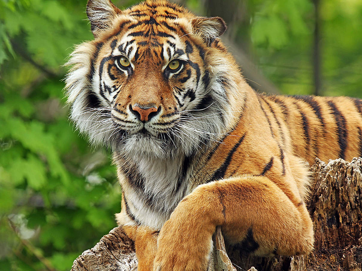 Tiger im Tierpark Berlin © GettyImages