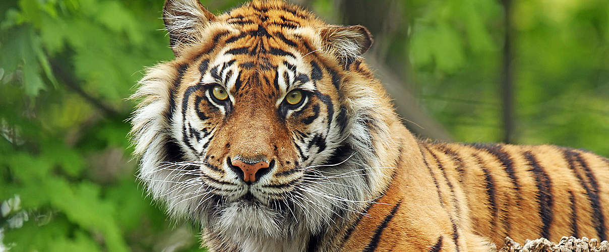 Tiger im Tierpark Berlin © GettyImages