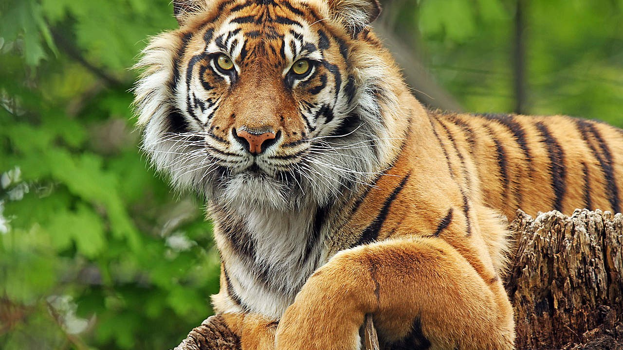 Tiger im Tierpark Berlin © GettyImages