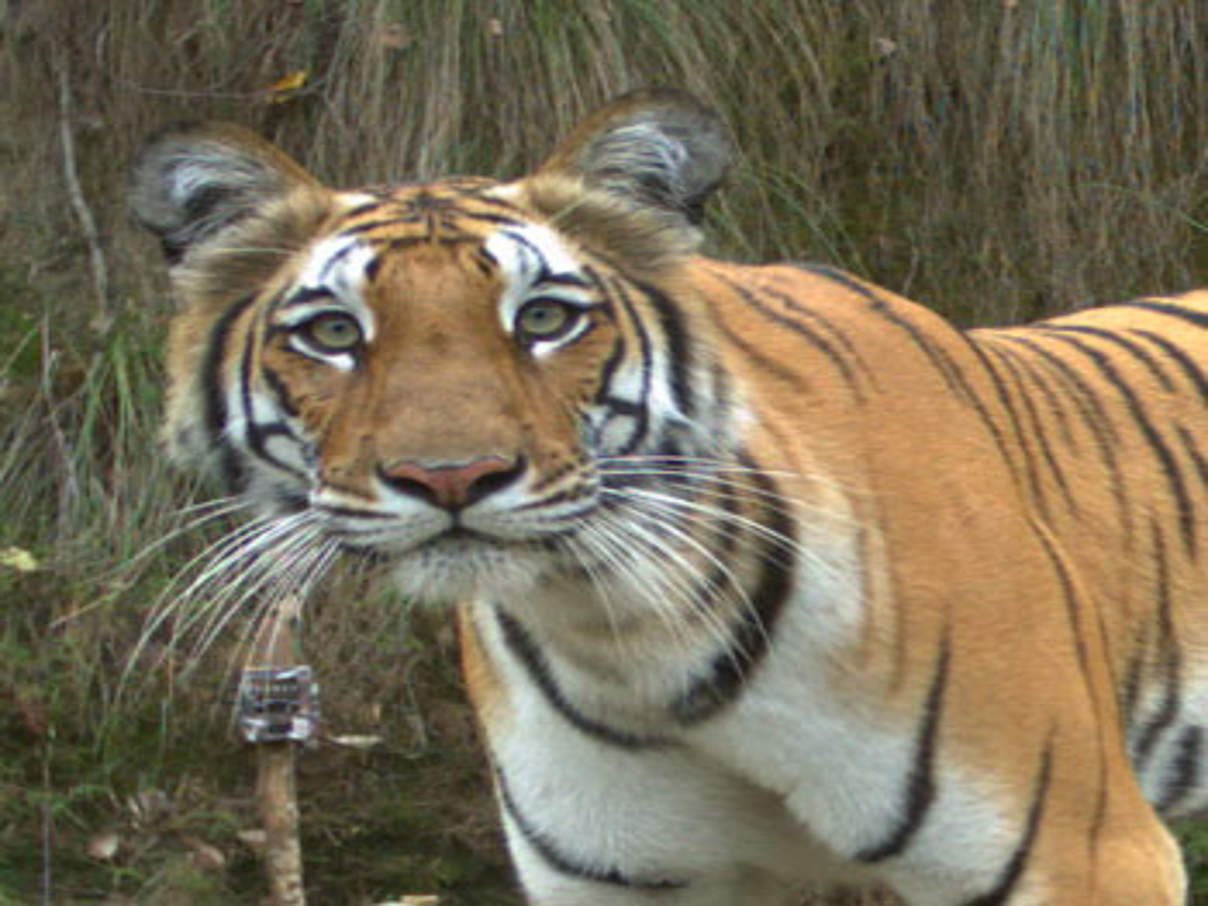 Tiger in einer Kamerafalle in Nepal © DNPWC / WWF-Nepal