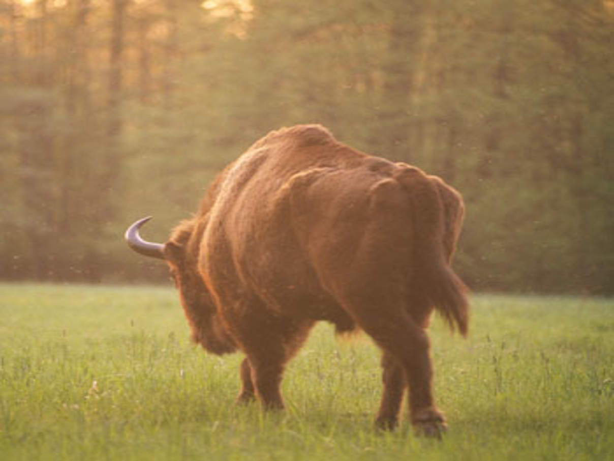 350 wisent c darren jew wwf Wisent © Darren Jew