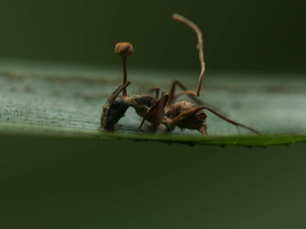 Ophiocordyceps unilateralis © Florian Lauer / WWF