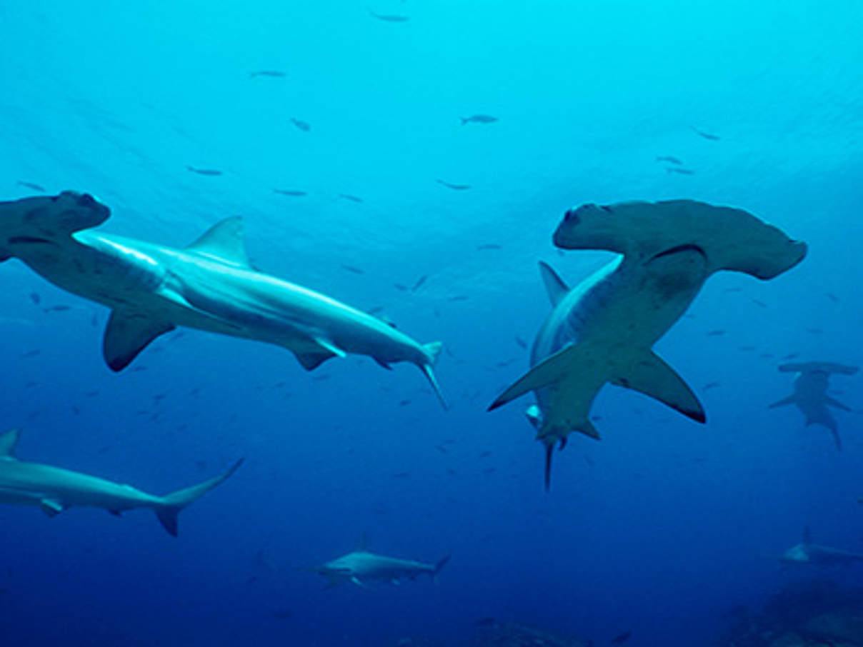 Hammerhaie sind jetzt auf Anhang II gelistet. © naturepl.com / Doug Perrine / WWF-Canon