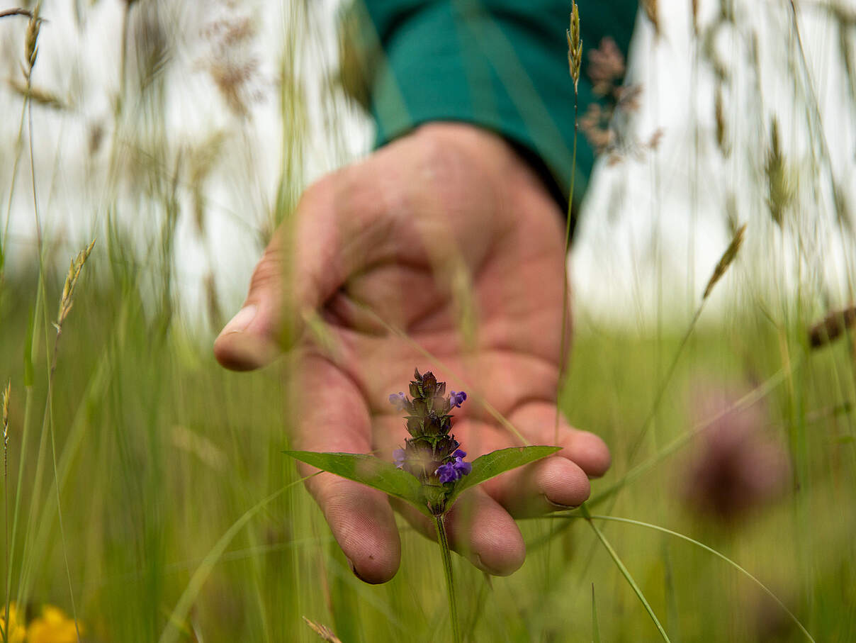 Hand in Wildblumenwiese auf der Warren Farm, Herefordshire, UK © Joseph Gray / WWF-UK