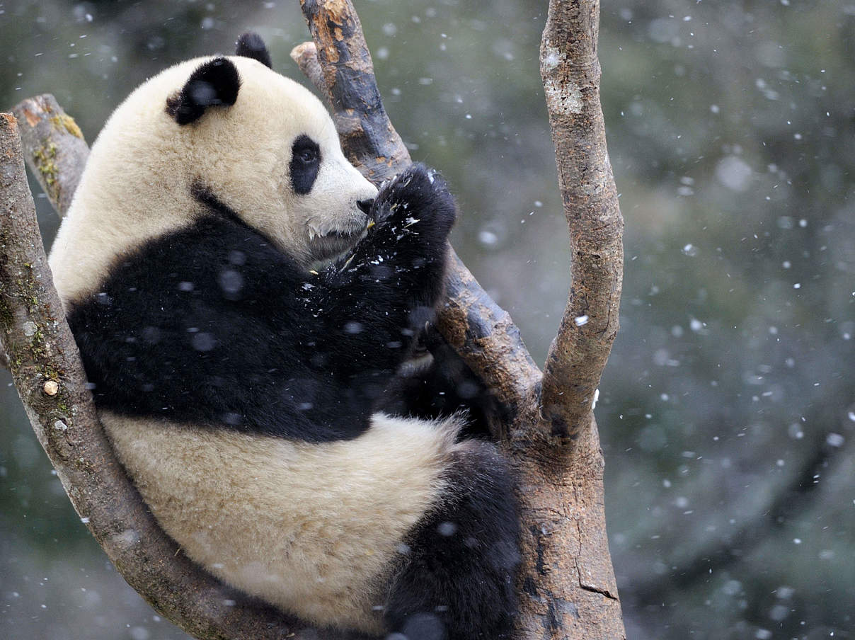 Riesenpanda © naturepl.com / Eric Baccega / WWF