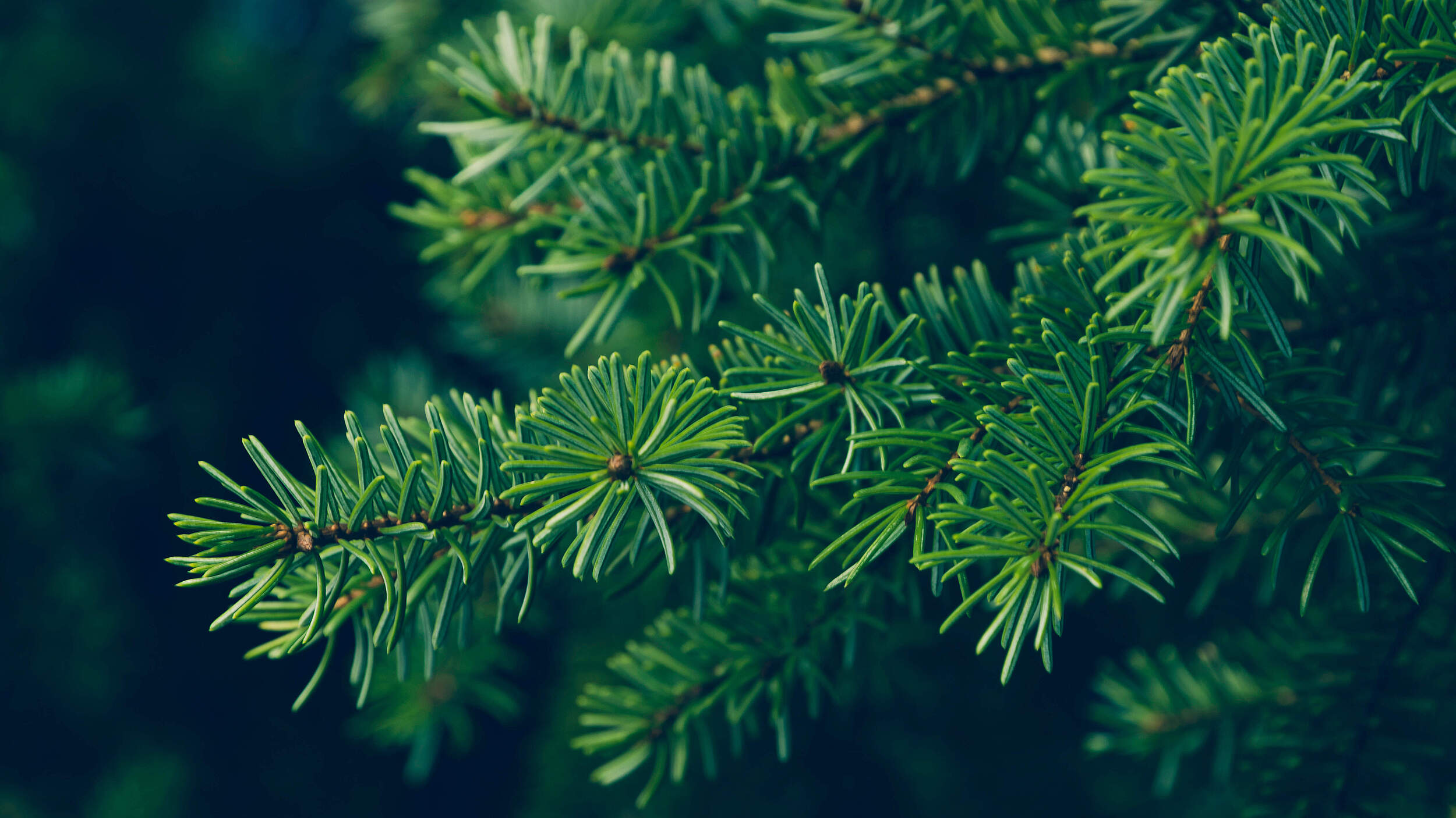 Welcher Weihnachtsbaum ist der Richtige? © Beli_photos / iStock Getty Images Plus