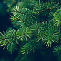 Welcher Weihnachtsbaum ist der Richtige? © Beli_photos / iStock Getty Images Plus