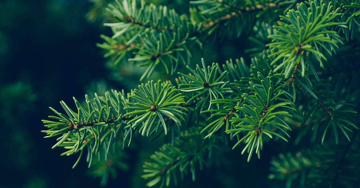 Tannenbaum zu Weihnachten