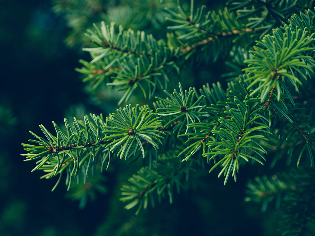 Welcher Weihnachtsbaum ist der Richtige? © Beli_photos / iStock Getty Images Plus