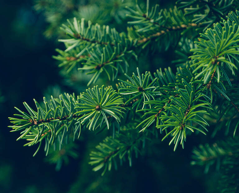 Welcher Weihnachtsbaum ist der Richtige? © Beli_photos / iStock Getty Images Plus