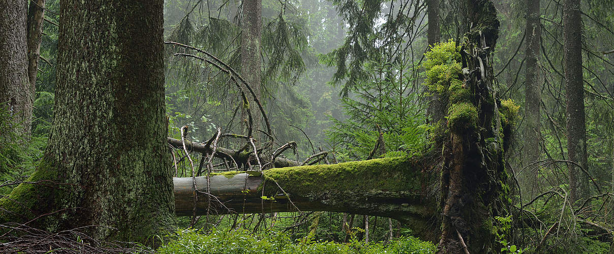 Thüringer Urwaldpfad: Wälder im Wandel © Thomas Stephan / WWF