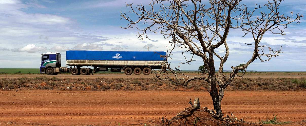 Cerrado in Brasilien © Peter Caton / WWF UK