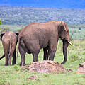 David, der Elefant in Kenia mit einem anderen Mitglied der Elefantenfamilie © WWF Kenia