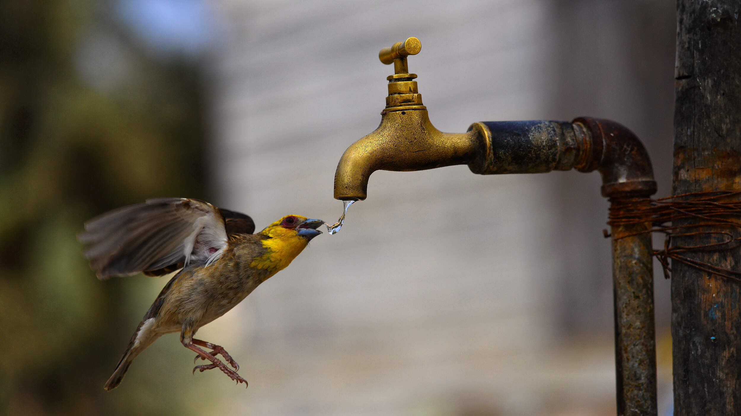 Durstiger Vogel am Wasserhahn © ThierryPRUSSAK / iStock / Getty Images