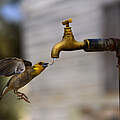 Durstiger Vogel am Wasserhahn © ThierryPRUSSAK / iStock / Getty Images