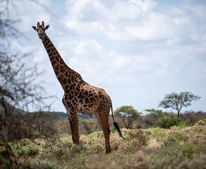 Giraffe im Kitirua Schutzgebiet © Faith Tanui / WWF Kenia