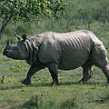 Das Panzer-Nashorn © Jeff Foott / WWF