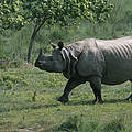 Das Panzer-Nashorn © Jeff Foott / WWF