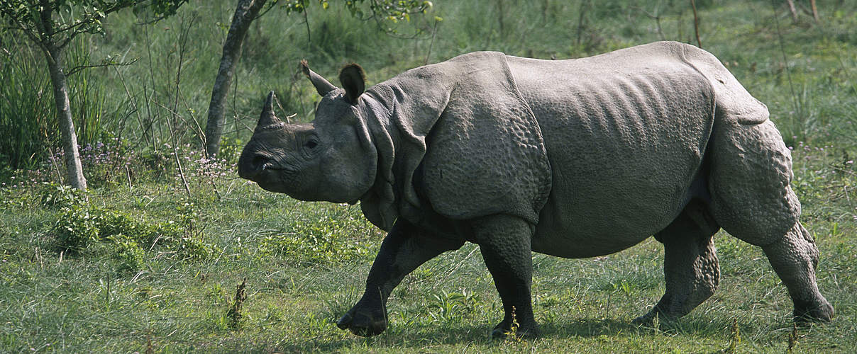 Asien java sumatra und indisches panzernashorn wwf