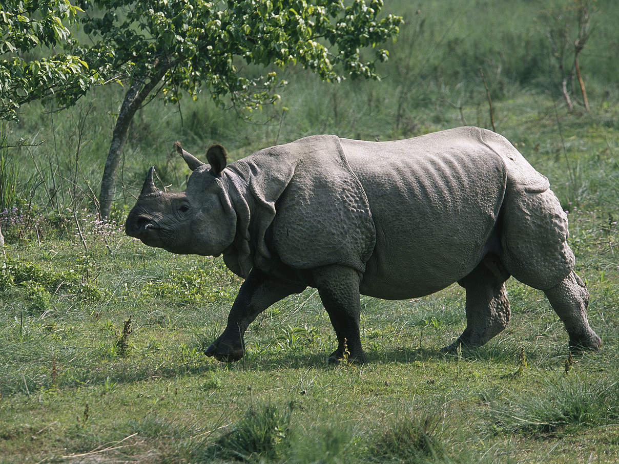Das Panzer-Nashorn © Jeff Foott / WWF