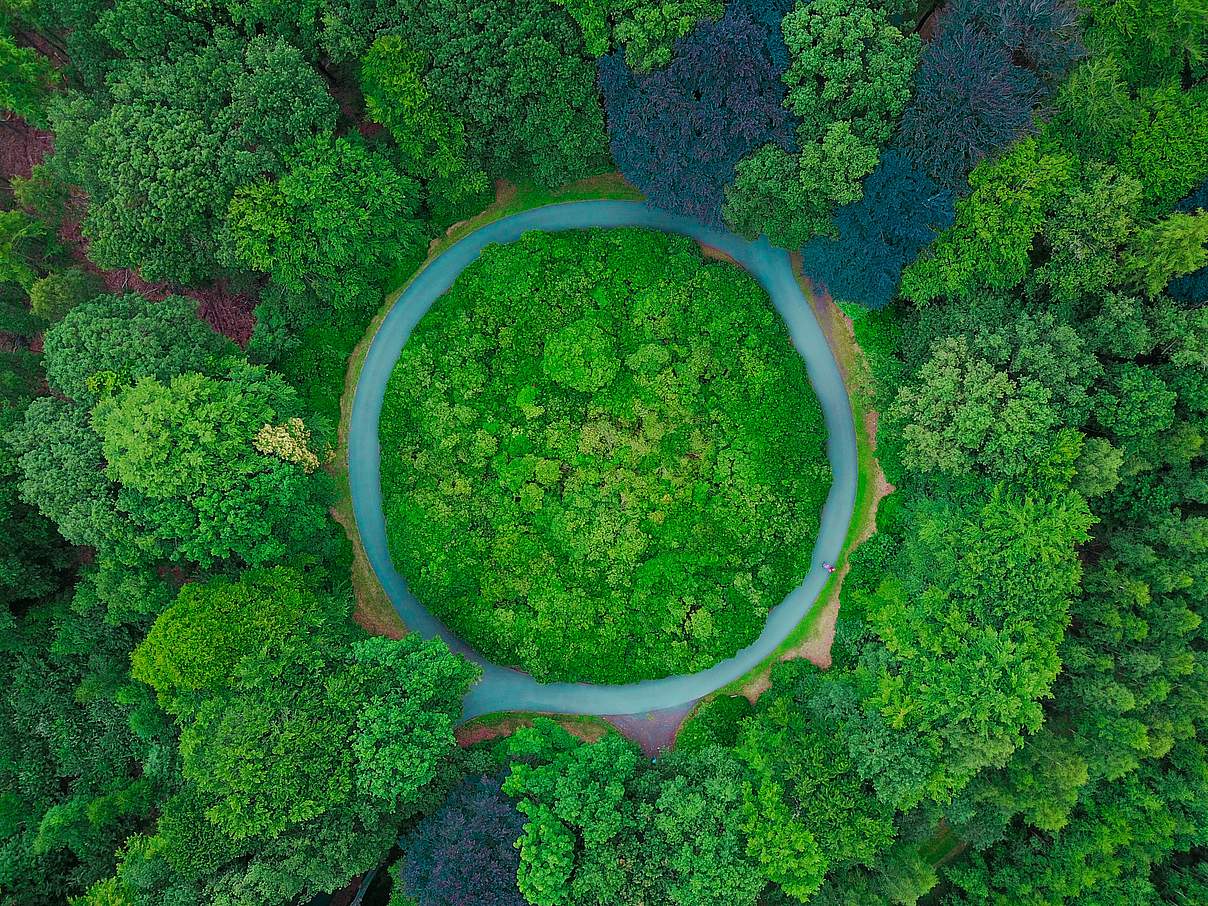 Wald © Thomas Lambert / Unsplash