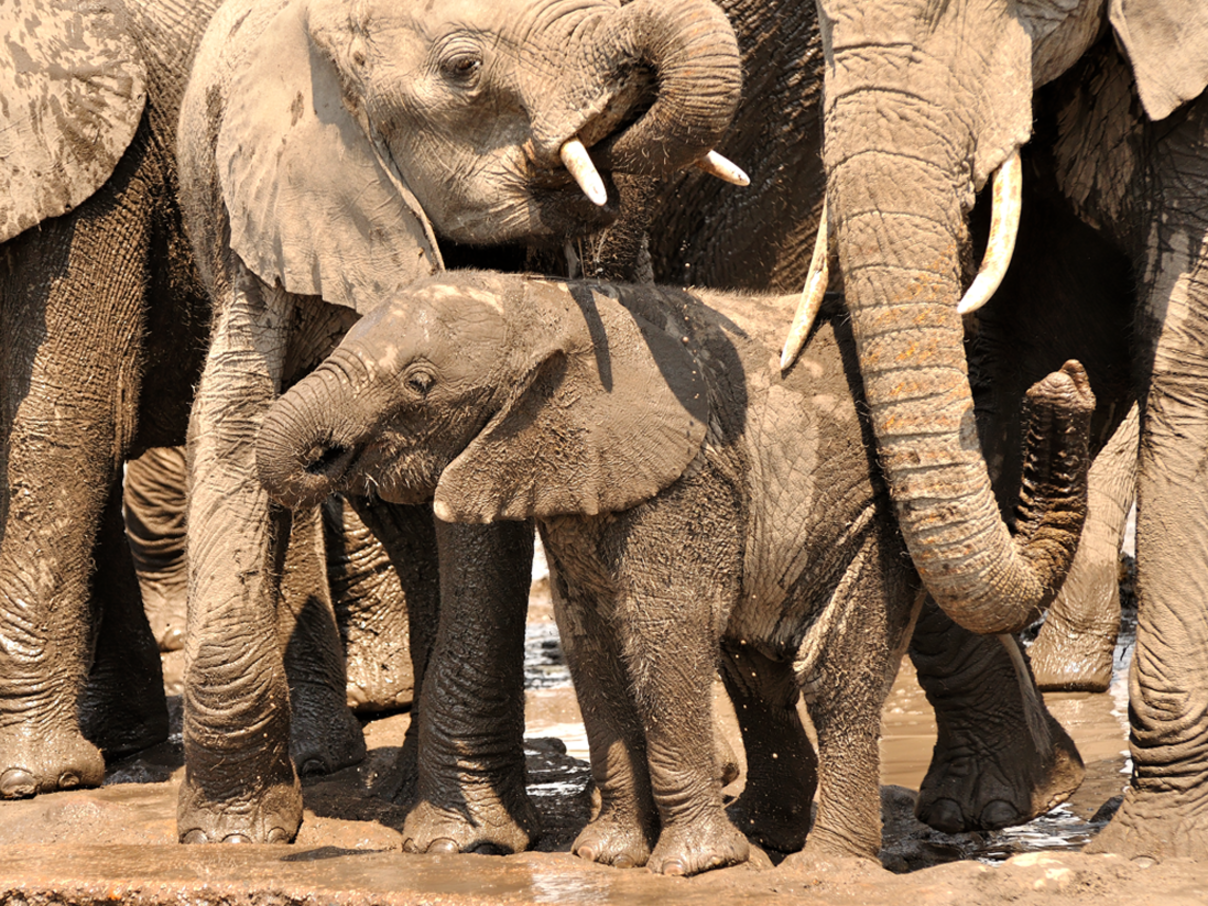 Afrikanische Elefanten im Wasser © Mary Nash