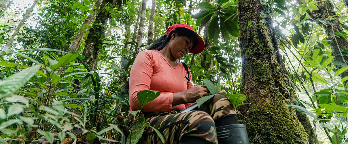 Chela Umire analysiert den Wald in einem indigenen Territorium © Luis Barreto / WWF-UK
