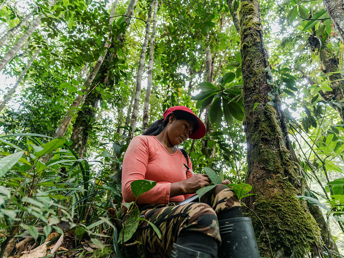 Chela Umire analysiert den Wald in einem indigenen Territorium © Luis Barreto / WWF-UK