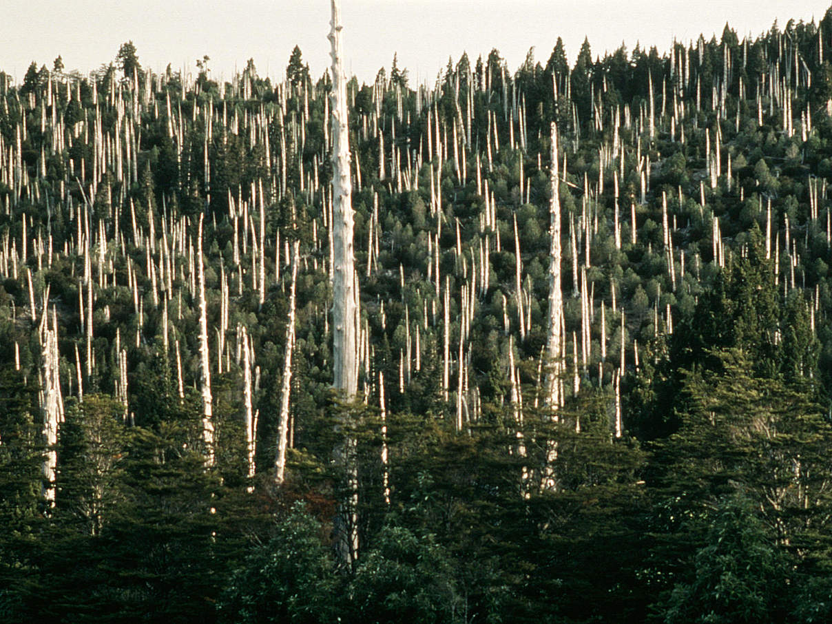 Zypressen nach Waldbrand in Chile © Edward Parker / WWF