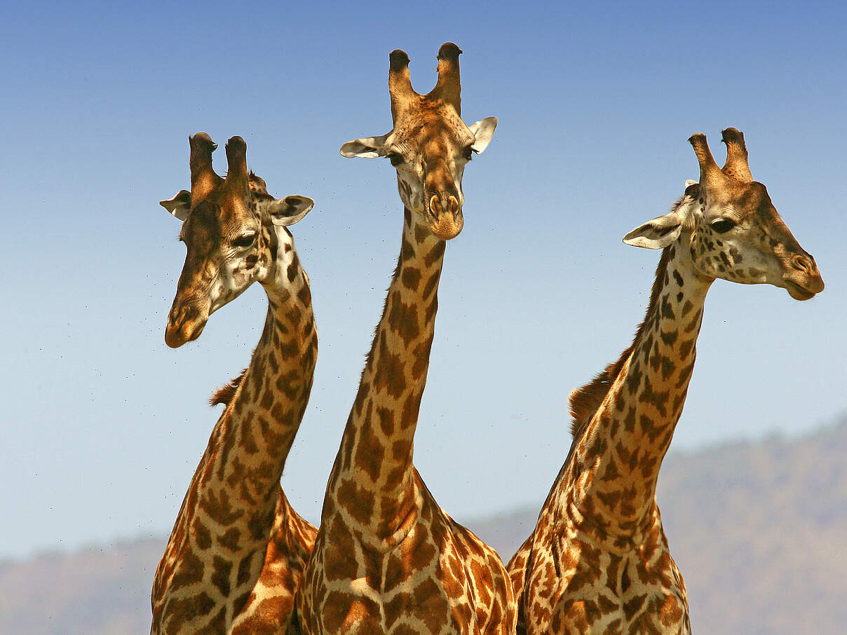 Giraffen in der Masai Mara in Kenia © Michael Poliza / WWF