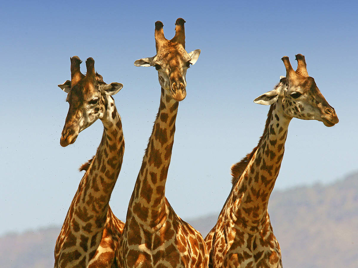 Giraffen in der Masai Mara in Kenia © Michael Poliza / WWF