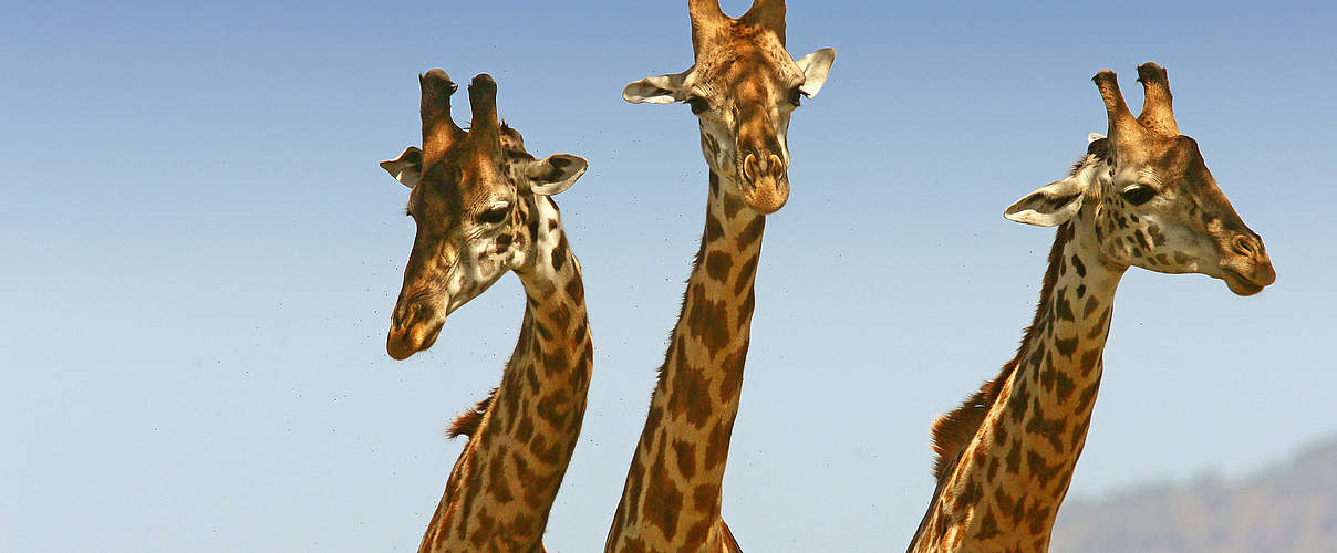 Giraffen in der Masai Mara in Kenia © Michael Poliza / WWF