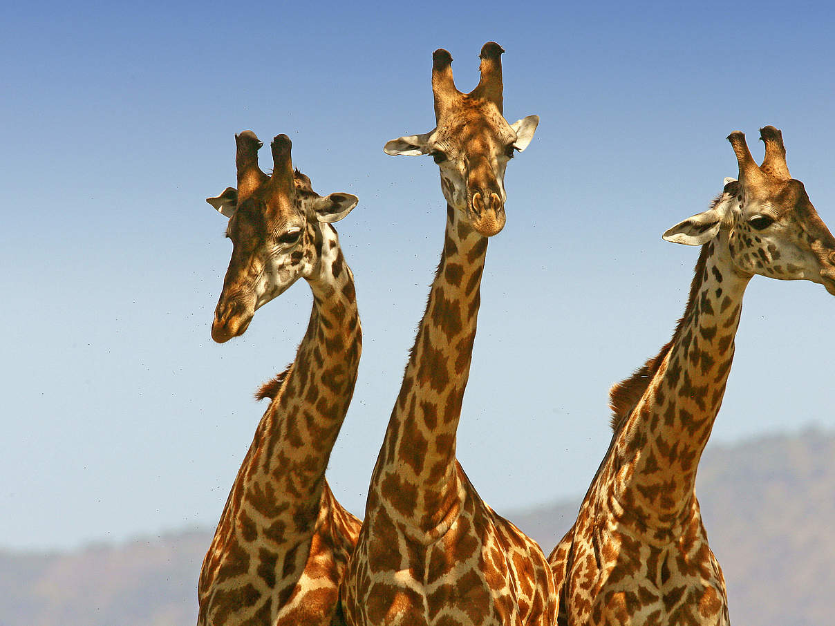 Giraffen in der Masai Mara in Kenia © Michael Poliza / WWF